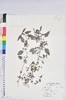 鐵莧菜藏品圖，第1張