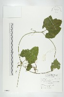 瓜葉栝樓藏品圖，第1張