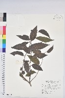 卵葉饅頭果藏品圖，第1張