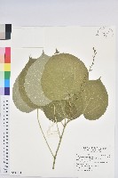 臺灣山麻桿藏品圖，第1張