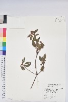 金毛杜鵑藏品圖，第1張