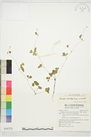 登錄號:S147272藏品圖，第1張