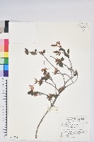 紅毛杜鵑藏品圖，第1張