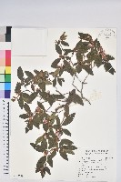 紅毛杜鵑藏品圖，第1張