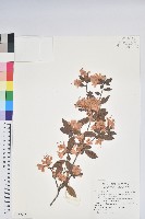 南澳杜鵑藏品圖，第1張