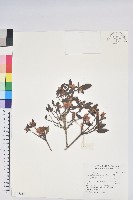 紅毛杜鵑藏品圖，第1張