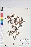 台灣高山杜鵑藏品圖，第1張