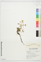 登錄號:S147294藏品圖，第1張