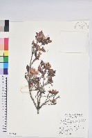 台灣高山杜鵑藏品圖，第1張
