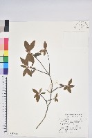 台灣高山杜鵑藏品圖，第1張