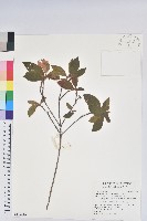 金毛杜鵑藏品圖，第1張