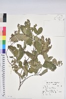 刺杜密藏品圖，第1張