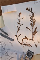 澤珍珠菜、澤星宿菜藏品圖，第5張