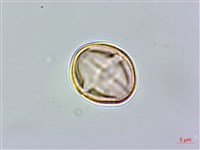 澤珍珠菜、澤星宿菜藏品圖，第2張