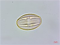 澤珍珠菜、澤星宿菜藏品圖，第3張