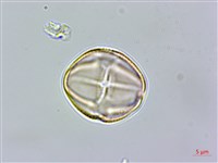 澤珍珠菜、澤星宿菜藏品圖，第4張