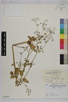 三葉茴香藏品圖，第1張