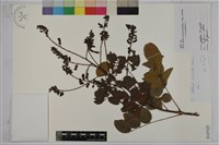 老荊藤藏品圖，第1張
