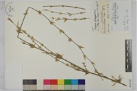 火廣竹、火吹竹、火管竹藏品圖，第1張