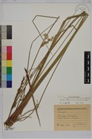 燈心草藏品圖，第1張