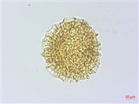 烏芙蓉藏品圖，第1張