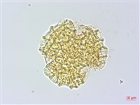 烏芙蓉藏品圖，第2張