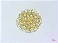 烏芙蓉藏品圖，第3張