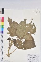 花蓮鐵莧、臺東鐵莧藏品圖，第1張