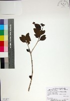 苦林盤藏品圖，第1張