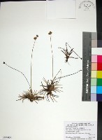 乾溝飄拂草藏品圖，第1張