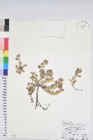 濱大戟藏品圖，第1張