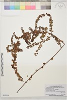 小葉黃鱔藤藏品圖，第1張