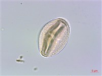 山豬肉藏品圖，第2張