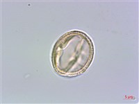 山豬肉藏品圖，第3張