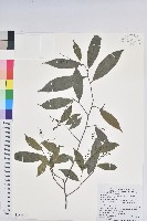 密花五月茶藏品圖，第1張