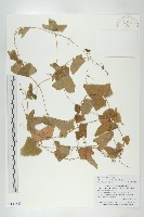 茅瓜藏品圖，第1張