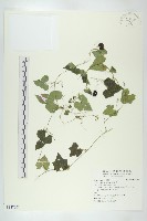 垂果瓜藏品圖，第1張