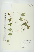 天花藏品圖，第1張