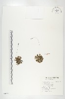 小毛氈苔藏品圖，第1張