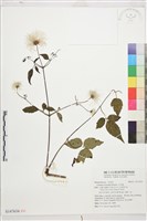 小木通藏品圖，第1張