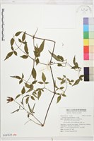 小木通藏品圖，第1張