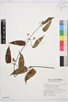 亨利氏鐵線蓮藏品圖，第1張