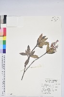 臺灣馬醉木藏品圖，第1張