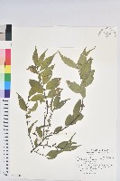 南仁五月茶藏品圖，第1張