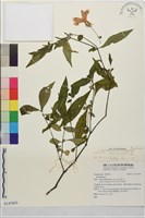 長穗馬藍藏品圖，第1張