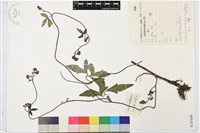 毛川鄂烏頭藏品圖，第1張