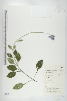 華北藍盆花藏品圖，第1張