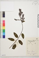 勾兒茶藏品圖，第1張
