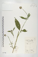 續斷藏品圖，第1張