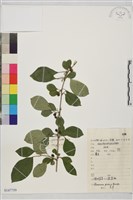 圓葉鼠李藏品圖，第1張